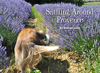 Sniffing Around Provence